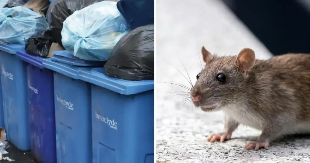 De vijf straten waar ongediertebestrijders momenteel hun handen vol aan hebben