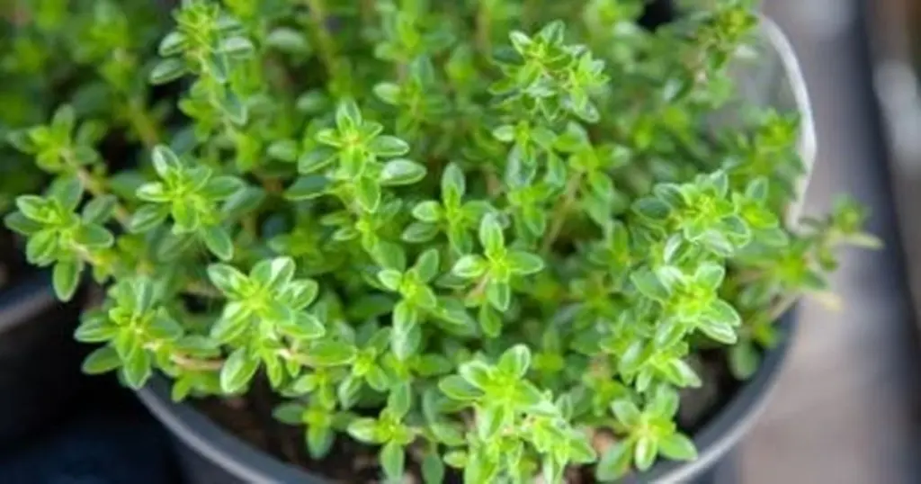 Waarom ervaren plantenliefhebbers deze 5 kruiden als de beste natuurlijke luchtverfrisser