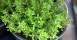 Waarom ervaren plantenliefhebbers deze 5 kruiden als de beste natuurlijke luchtverfrisser