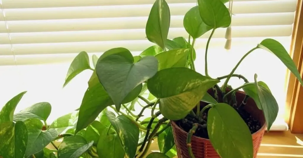 Waarom je ervaren plantenliefhebbers altijd een Scindapsus in de slaapkamer ziet zetten