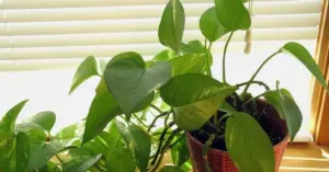 Waarom je ervaren plantenliefhebbers altijd een Scindapsus in de slaapkamer ziet zetten